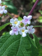 Lantana hirta