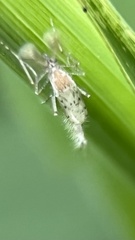 Chaoborus punctipennis