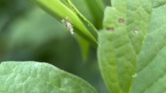 Chaoborus punctipennis
