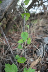 Dioscorea variifolia