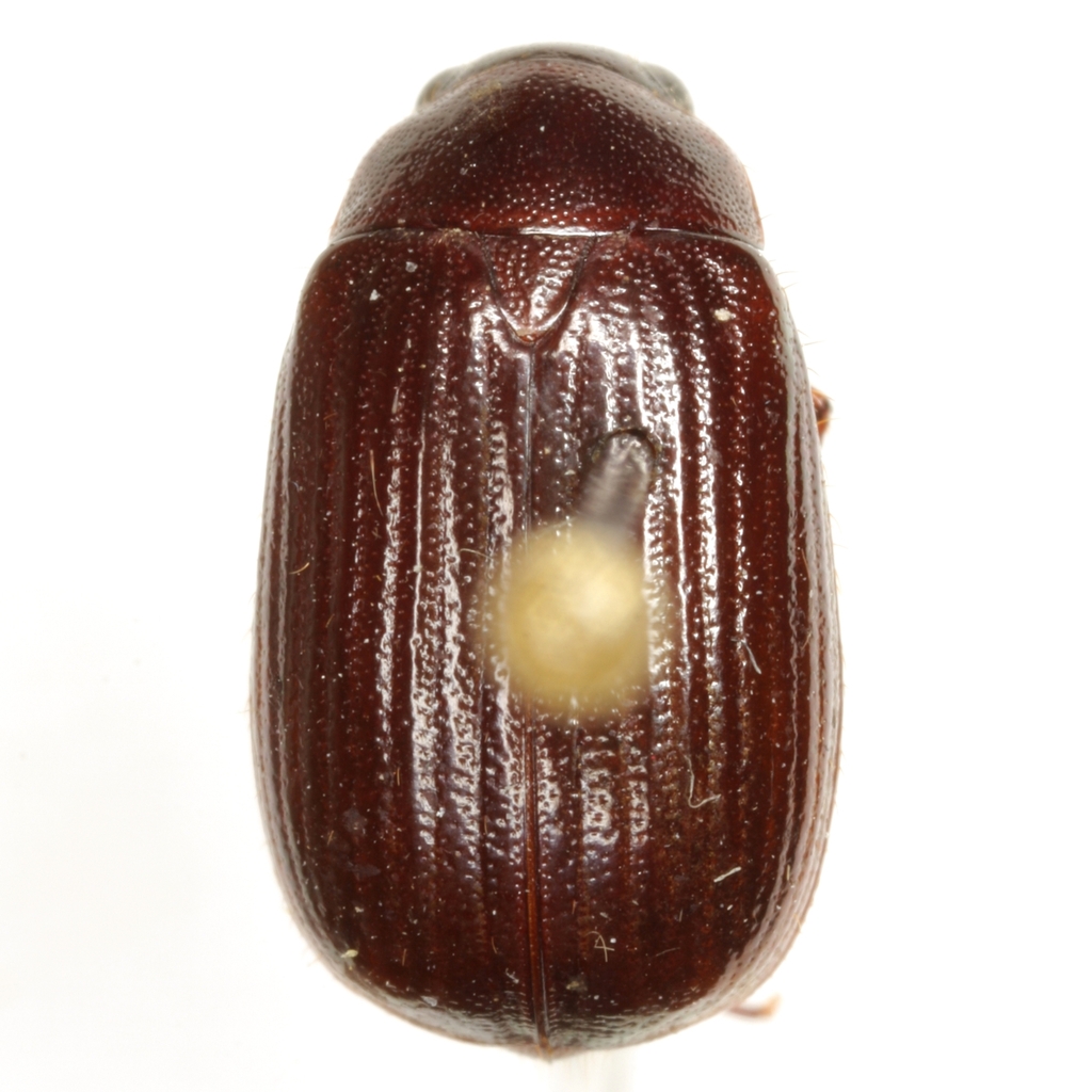 Serica howdeni