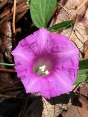 Ipomoea madrensis