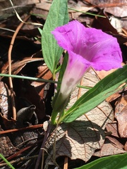 Ipomoea madrensis
