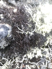 Bryocaulon divergens