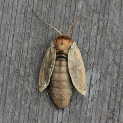 Xestia aequaeva