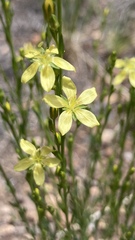 Linum neomexicanum