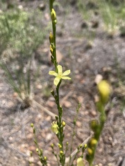 Linum neomexicanum