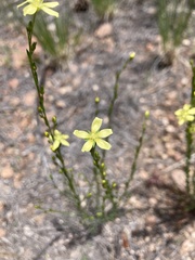 Linum neomexicanum
