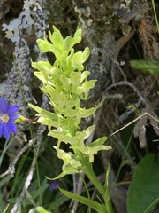 Platanthera longibracteata