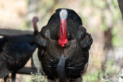 Meleagris gallopavo merriami