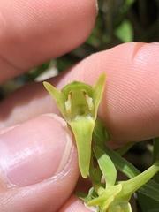 Platanthera mandarinorum pachyglossa