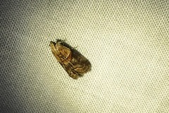 Acrobasis palliolella