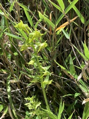 Platanthera mandarinorum pachyglossa