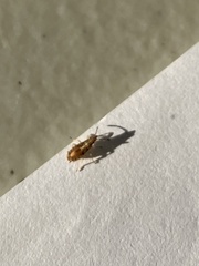 Belonochilus numenius