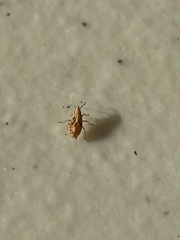 Belonochilus numenius