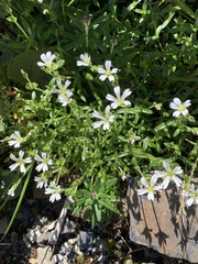 Cerastium morrisonense
