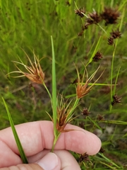 Rhynchospora macrostachya