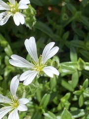 Cerastium morrisonense