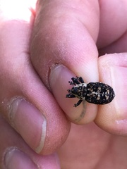 Peltophorus polymitus