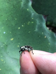 Peltophorus polymitus