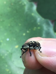 Peltophorus polymitus