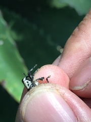 Peltophorus polymitus