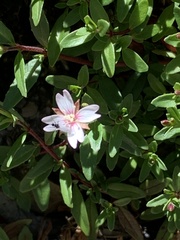 Epilobium hohuanense