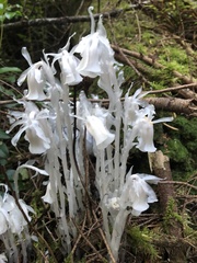 Monotropa