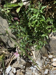 Epilobium hohuanense