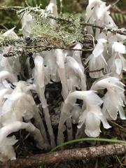 Monotropa