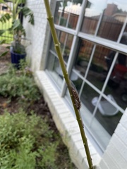 Ululodes macleayanus