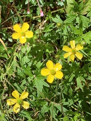Ranunculus formosa-montanus