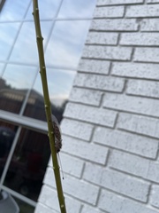 Ululodes macleayanus