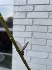 Ululodes macleayanus