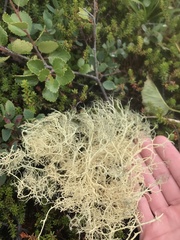 Alectoria ochroleuca