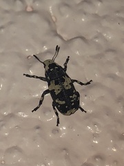 Euparius lugubris