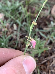 Oenothera hexandra