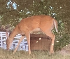 Odocoileus virginianus