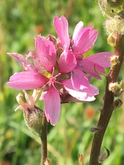 Sidalcea oregana