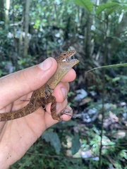 Anolis gundlachi