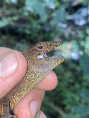 Anolis gundlachi