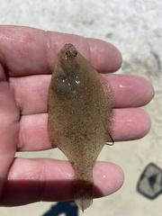 Citharichthys spilopterus