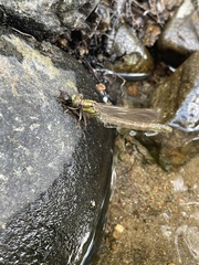 Ophiogomphus rupinsulensis