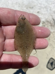 Citharichthys spilopterus