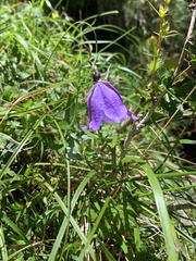 Adenophora morrisonensis