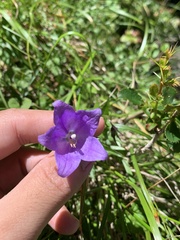 Adenophora morrisonensis