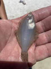 Citharichthys spilopterus