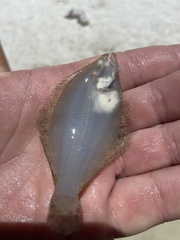 Citharichthys spilopterus