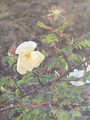 Rosa morrisonensis