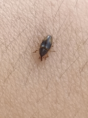 Litosomina